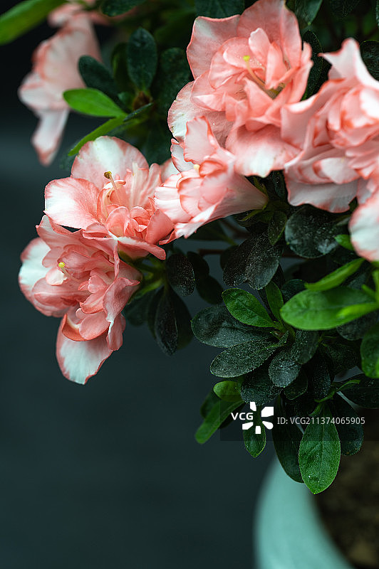 杜鹃花图片素材