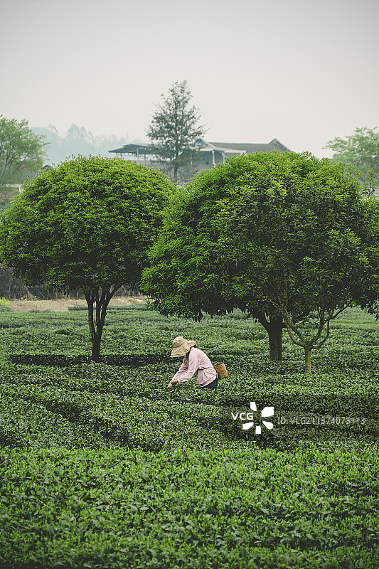 清明前的茶园采茶人图片素材