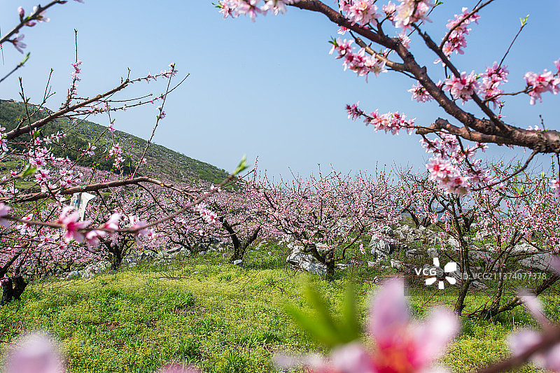 湖南郴州市桂阳桃园的桃花盛开了图片素材
