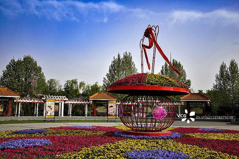 天空下盛开的牡丹花园图片素材