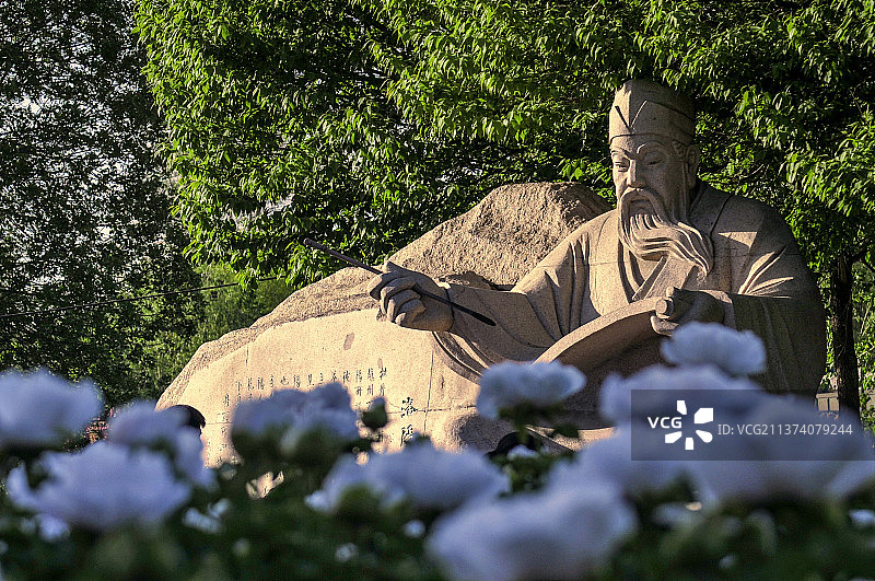 天空下盛开的牡丹花园图片素材