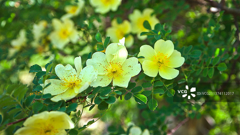 黄刺玫图片素材