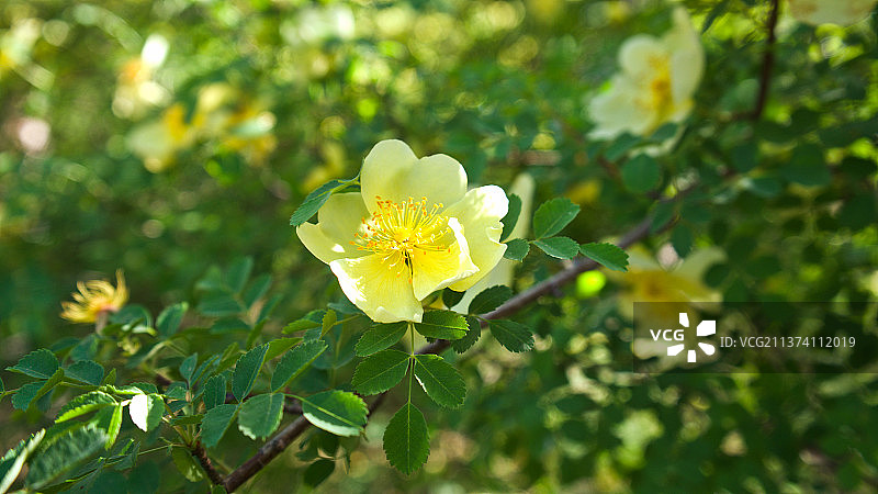 黄刺玫图片素材