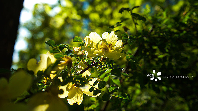 黄刺玫图片素材