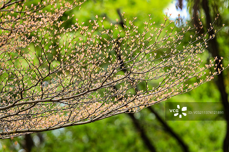 小叶榄仁图片素材