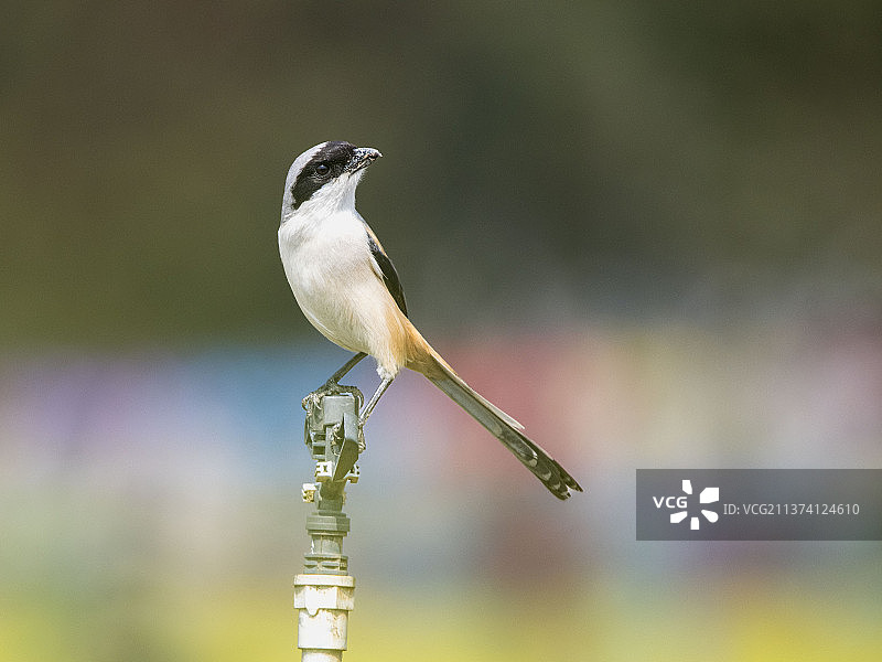 鸟栖息在植物上的特写镜头 棕背伯劳图片素材