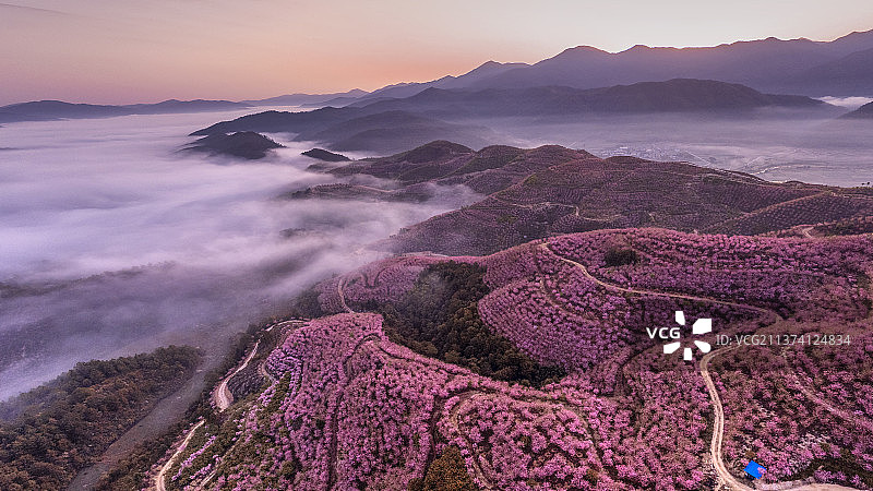 樱山云海图片素材
