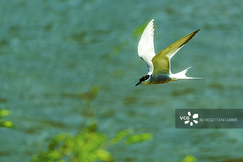 飞越沙湖     由于生态环境的优化和保护，玉龙沙湖也有燕鸥出现了。图片素材