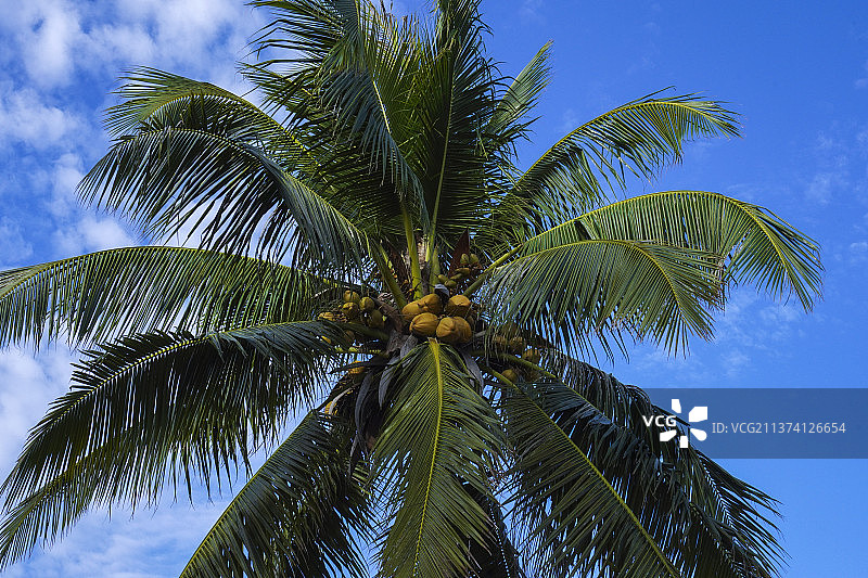 椰子树图片素材