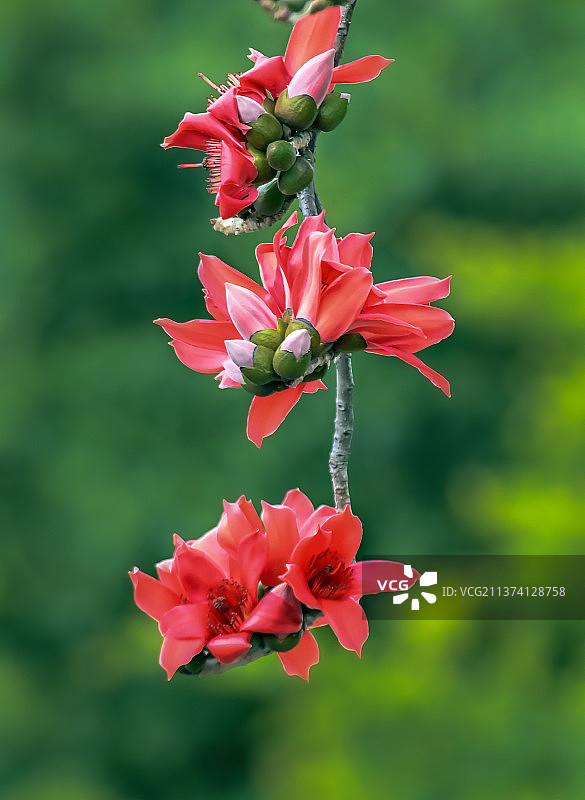 木棉花图片素材