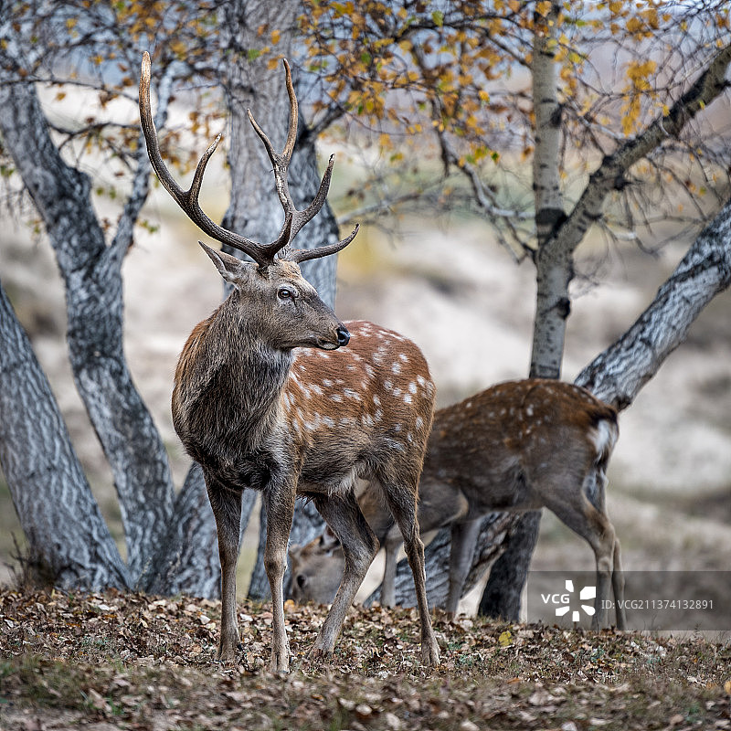 梅花鹿图片素材