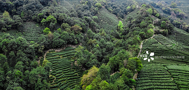 明前龙井，清明前，龙井问茶图片素材