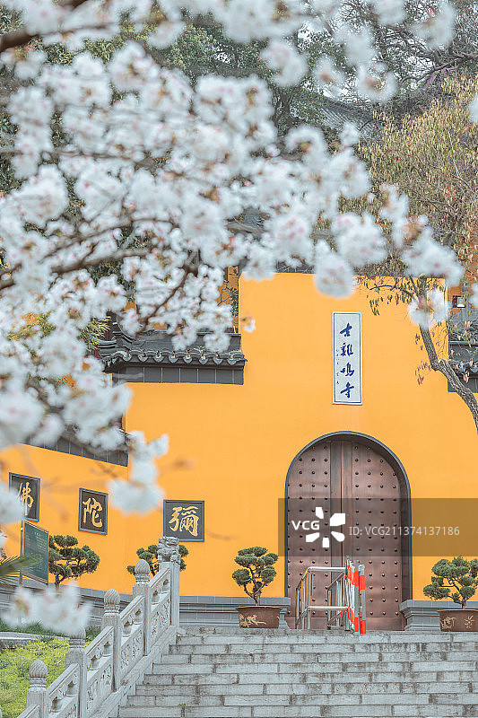 古鸡鸣寺樱花大道图片素材