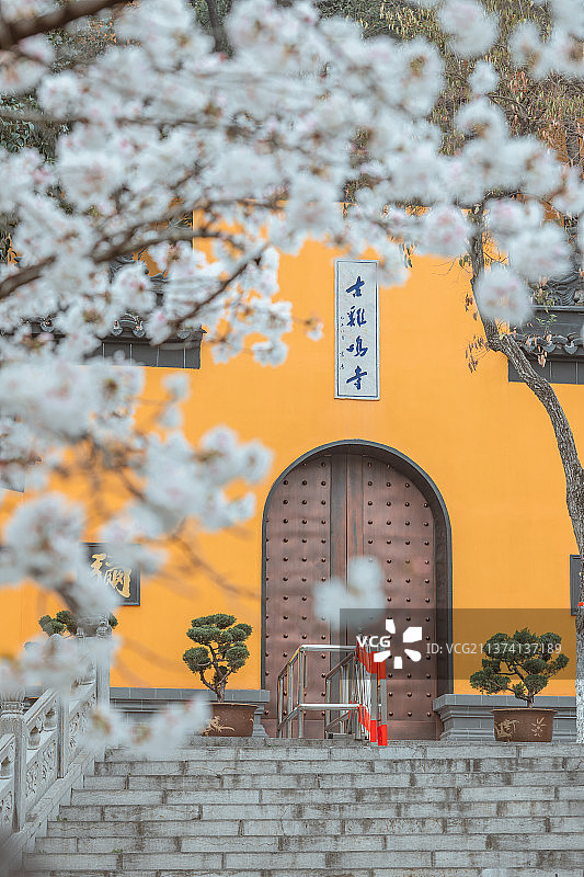 古鸡鸣寺樱花大道图片素材