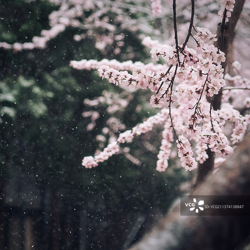 春雪桃花图片素材