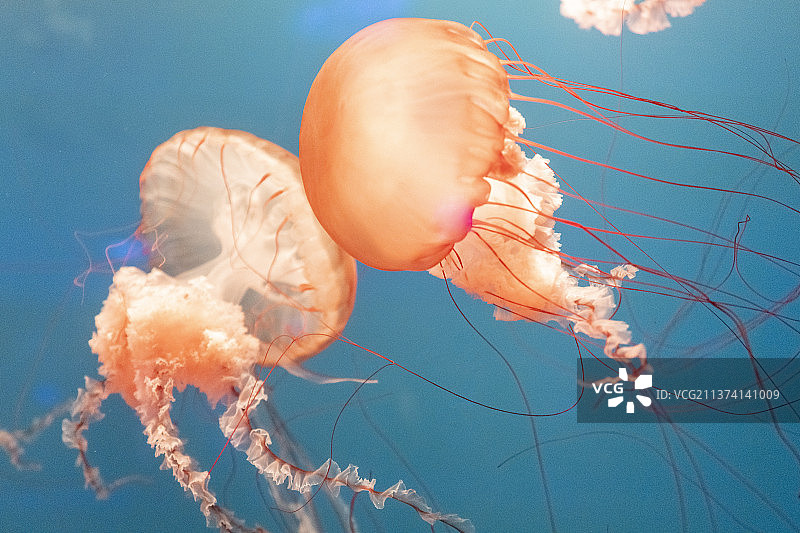 海洋 生物 生命 起源 水母 细胞 海底世界图片素材