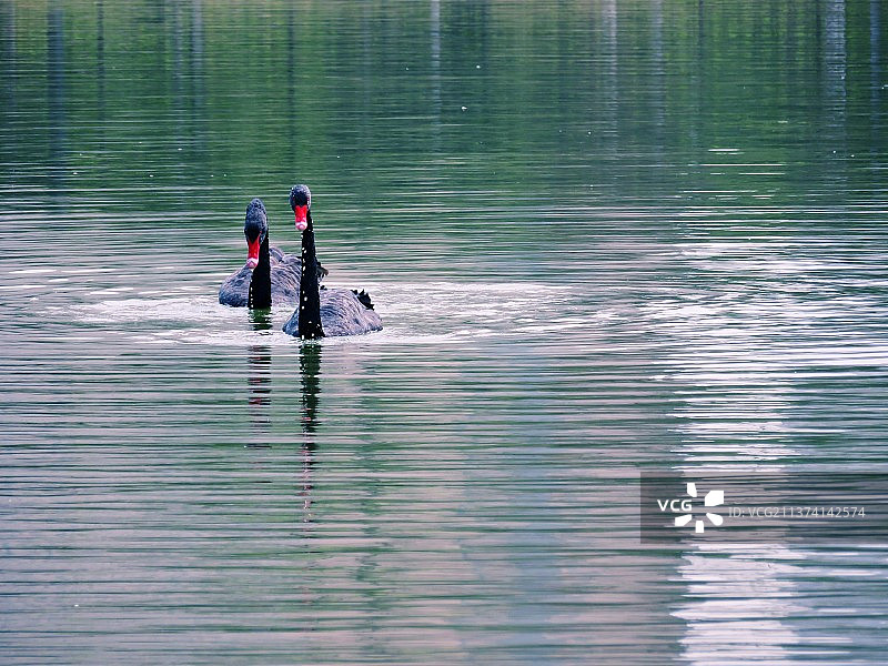 黑天鹅图片素材