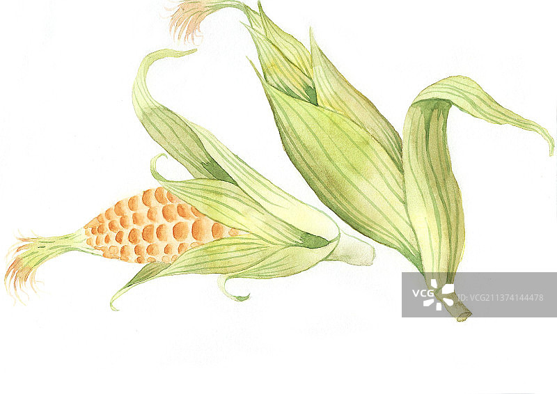 玉米水彩特写图片素材