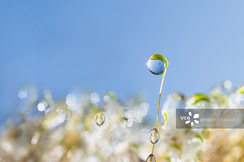 被冰封的种芽图片素材