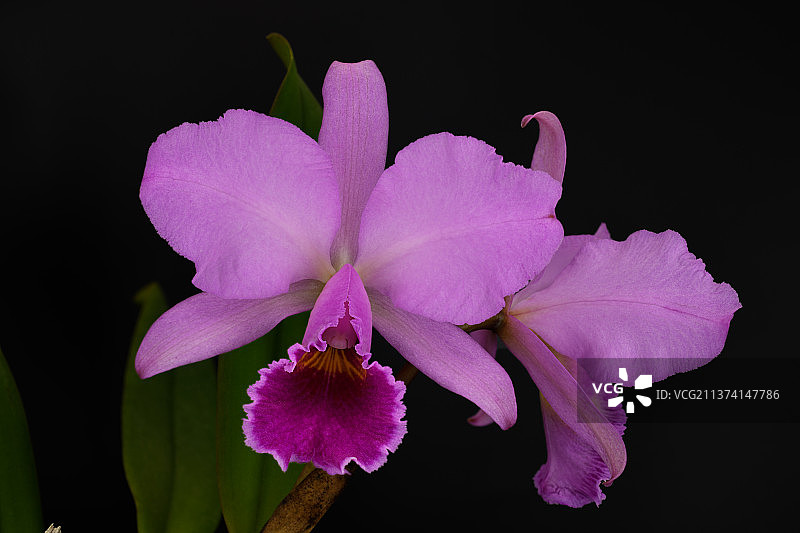 特里卡特兰#C.trianae图片素材