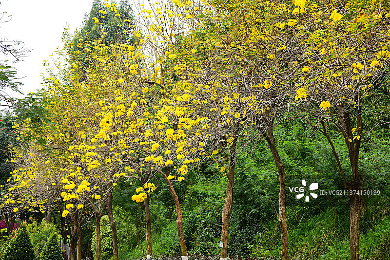 风铃木图片素材