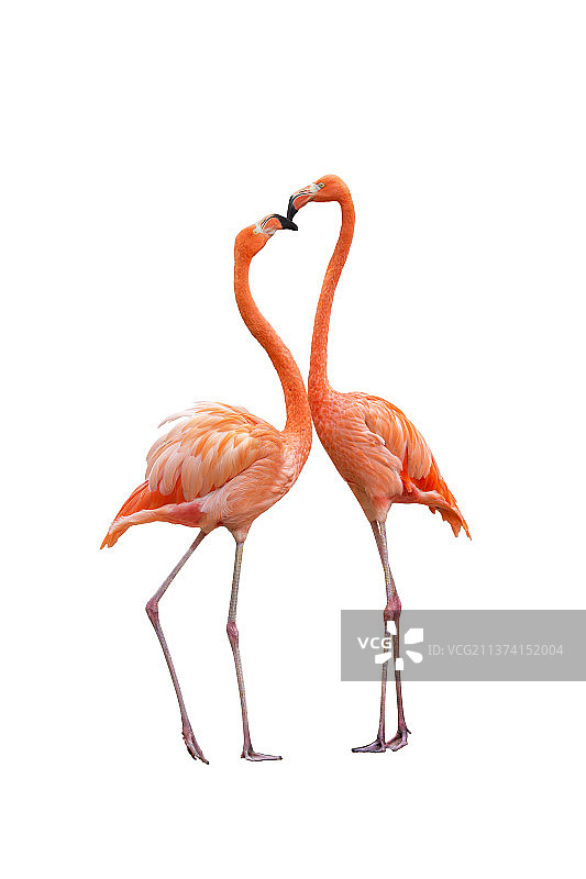 友爱的二只火烈鸟图片素材