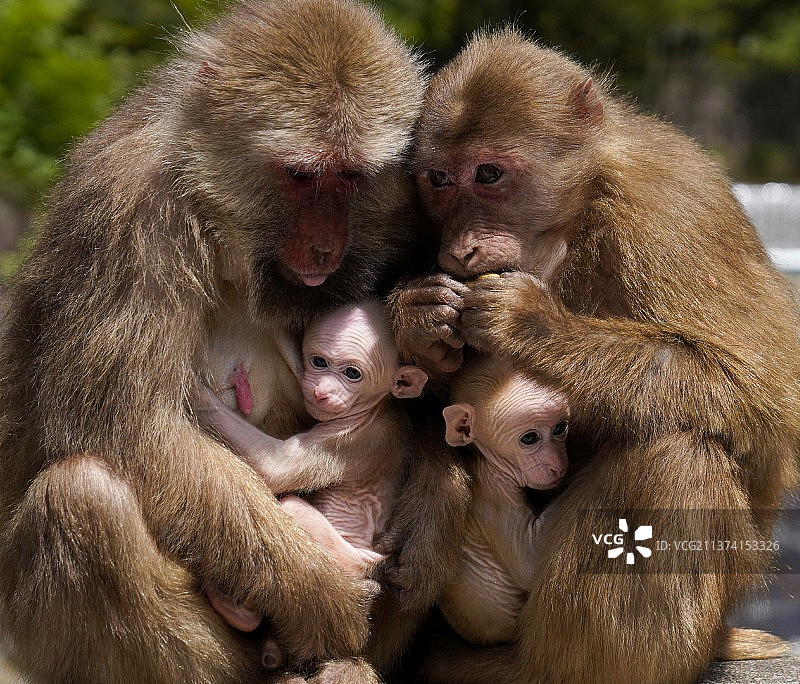 《瞧这一家子》图片素材