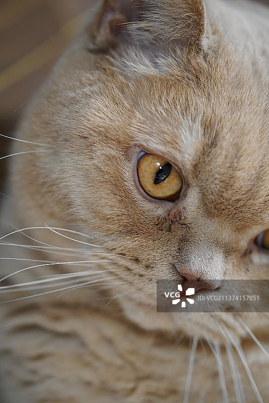 猫咪眼部特写图片素材