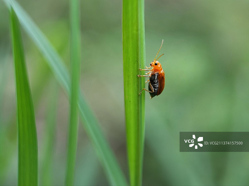 小昆虫.草长莺飞图片素材