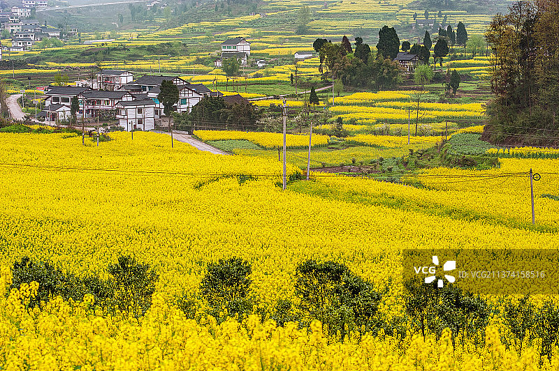 金色的春天图片素材