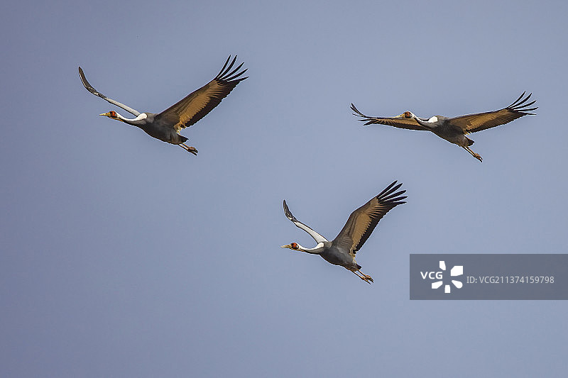 白枕鹤迁徙途中图片素材