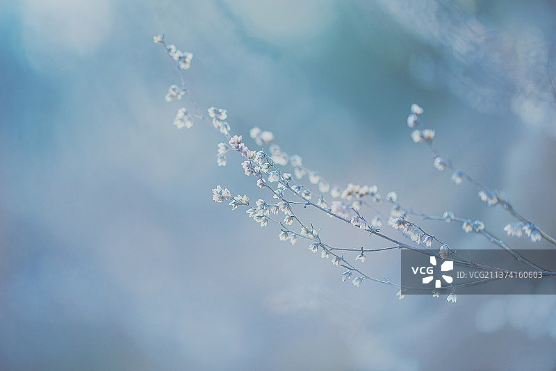 植物上水滴的特写镜头图片素材