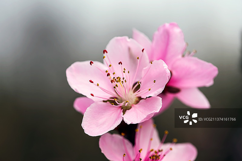 早春-桃之妖图片素材