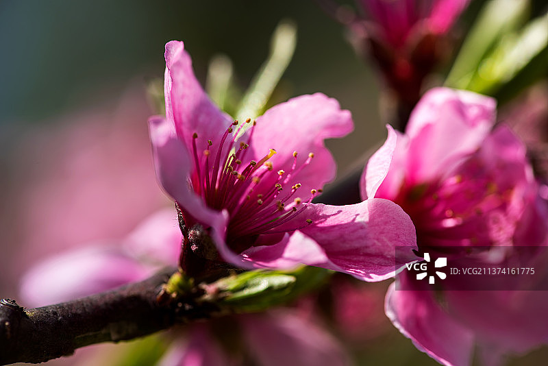 早春-桃之妖图片素材