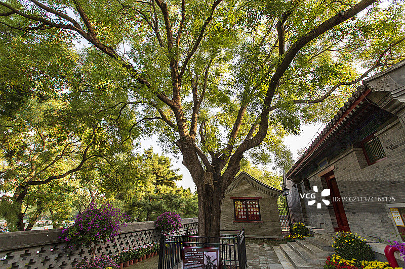 北京陶然亭公园慈悲庵：古槐（1920年1月18日，毛泽东、邓中夏等，曾在此槐树下摄影留念）图片素材