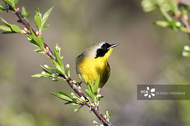 普通黄喉地莺，栖息在植物上的鸣禽特写，美国蒙特罗斯角鸟类保护区图片素材