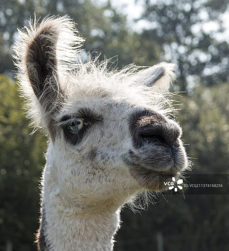 羊驼女王，羊驼的特写肖像图片素材