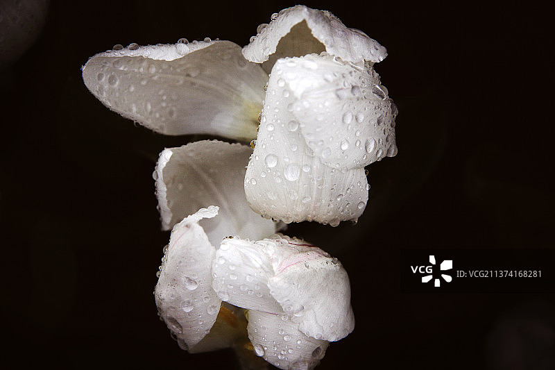 白色郁金香，黑色背景下的湿白玫瑰特写，土耳其图片素材
