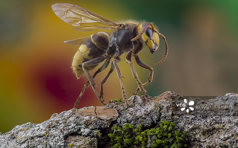 行走的黄蜂：木头上昆虫的微距特写图片素材