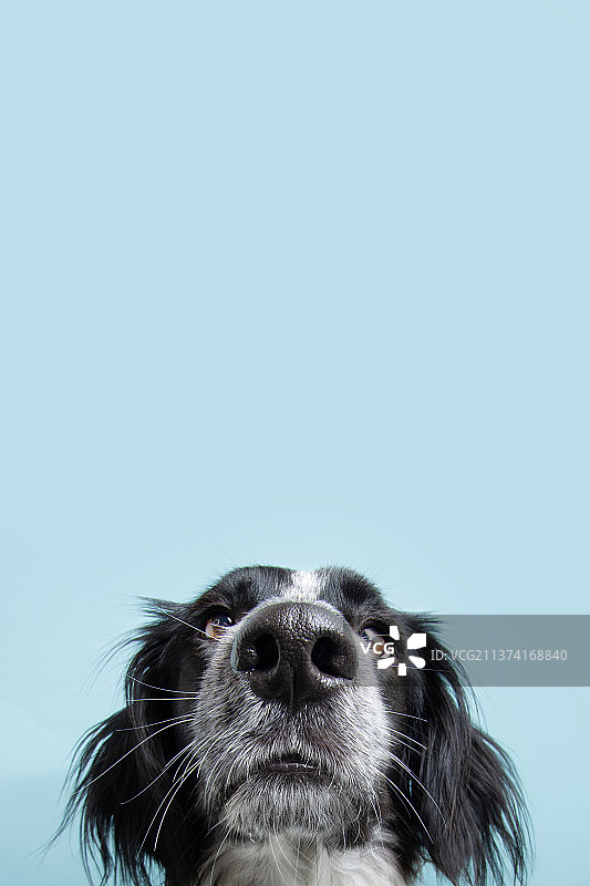 西班牙赫罗纳专注认真的猎犬鼻子特写图片素材