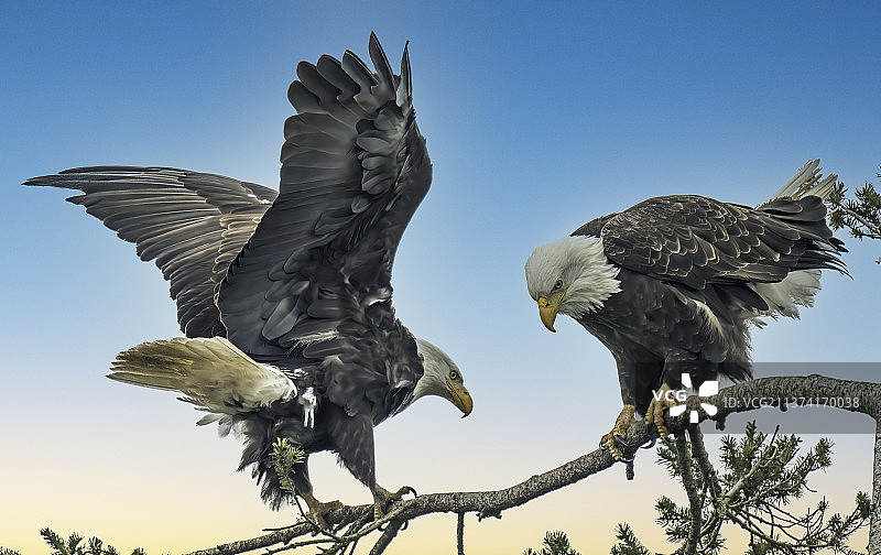 美国栖息在树枝上的鸟的低角度景观图片素材