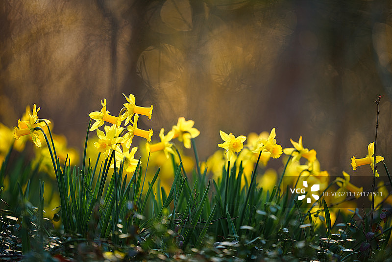黄色水仙花，田野中黄色开花植物的特写镜头图片素材
