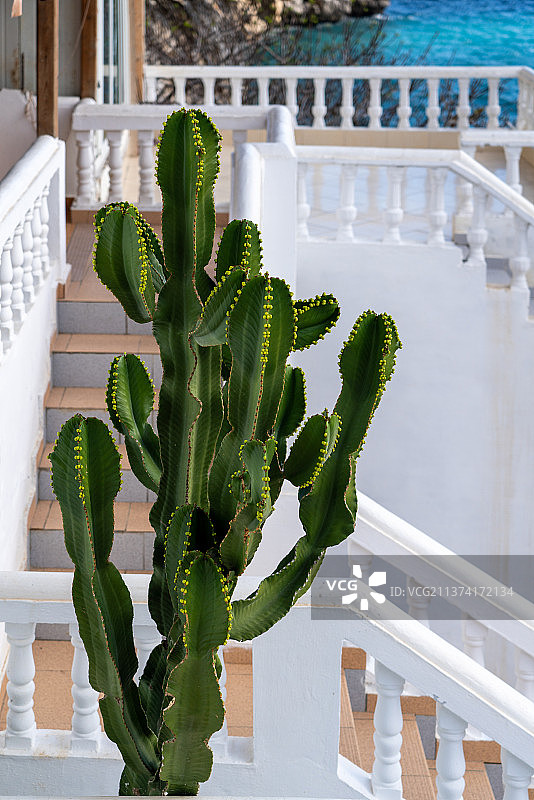 仙人掌图片素材