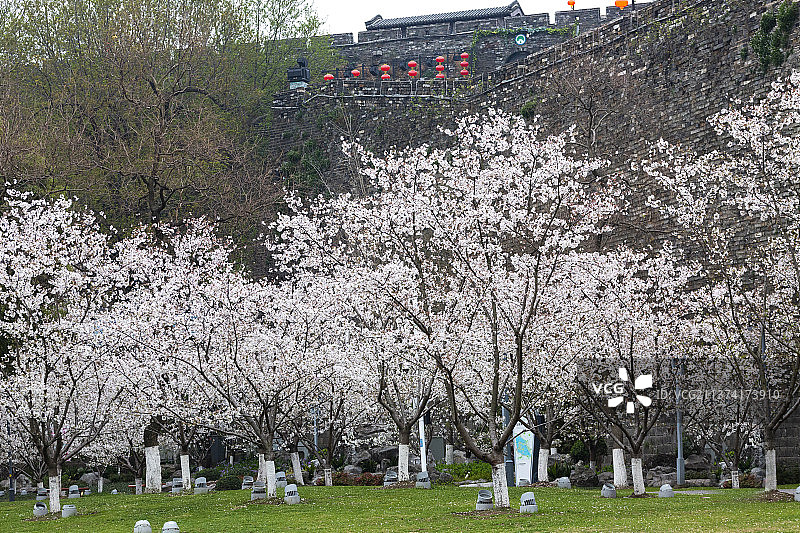玄武湖樱花图片素材