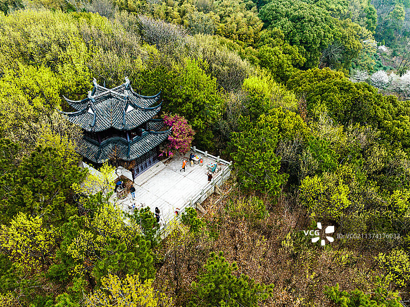 江苏苏州光福潭东村春天樱花开图片素材