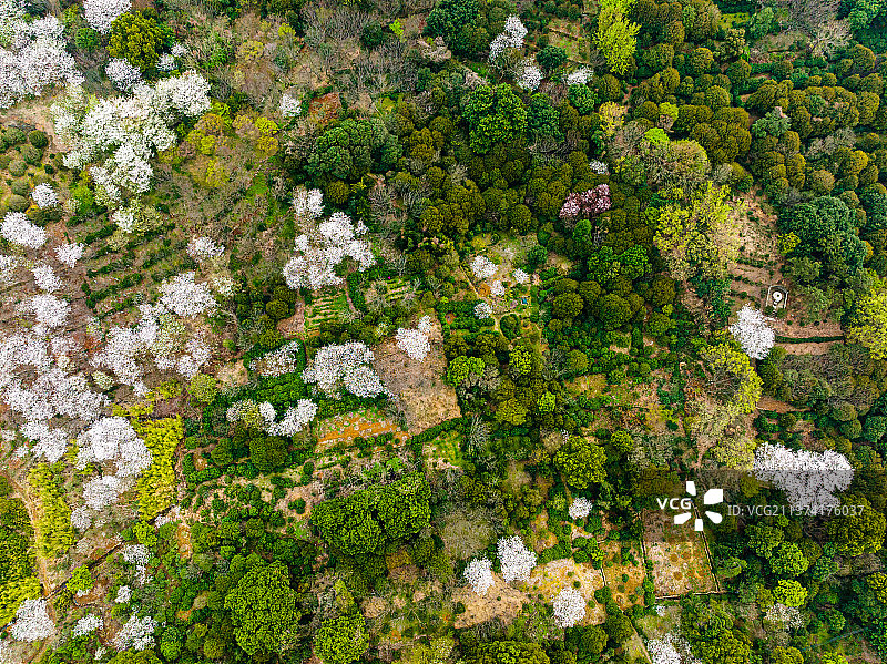江苏苏州光福潭东村春天樱花开图片素材
