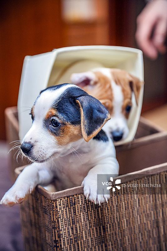 柳条筐里可爱的比格犬幼犬图片素材