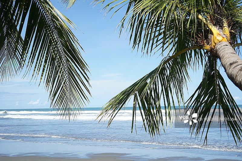 哥斯达黎加曼努埃尔·安东尼奥国家公园的棕榈树图片素材