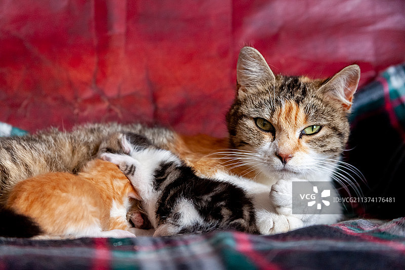 母猫在床上哺乳小猫，法国图片素材