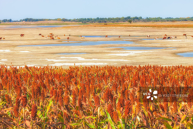 高粱红了图片素材